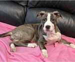 Small American Staffordshire Terrier Mix