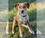 Small #21 Labrador Retriever Mix