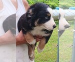 Small #2 Miniature Australian Shepherd
