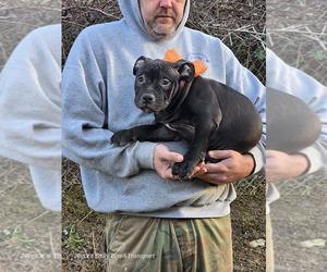 American Bully Puppy for sale in BIG STONE GAP, VA, USA