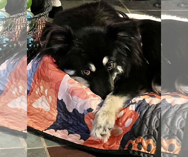 Medium Photo #3 Australian Shepherd-Unknown Mix Puppy For Sale in Estherville, IA, USA