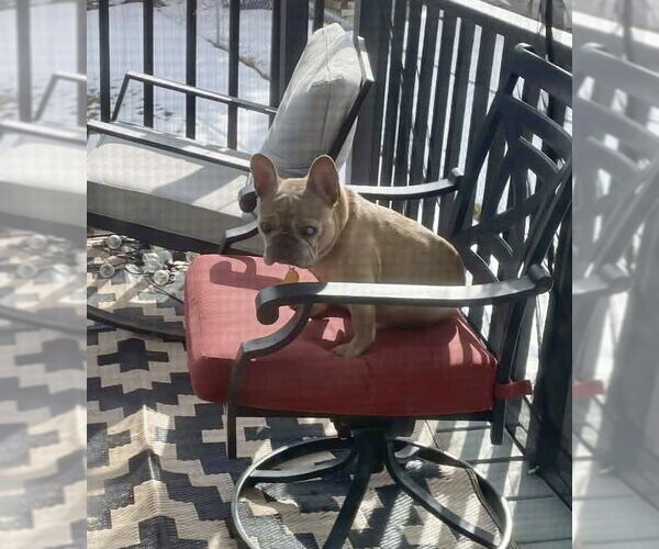 Medium Photo #4 French Bulldog Puppy For Sale in St. Louis Park, MN, USA