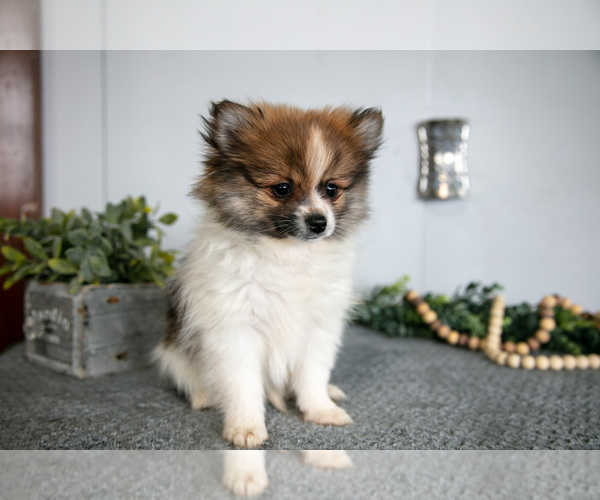 Medium Photo #3 Pomeranian Puppy For Sale in SHILOH, OH, USA