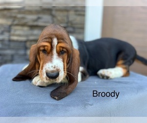 Basset Hound Puppy for sale in DENVER, PA, USA