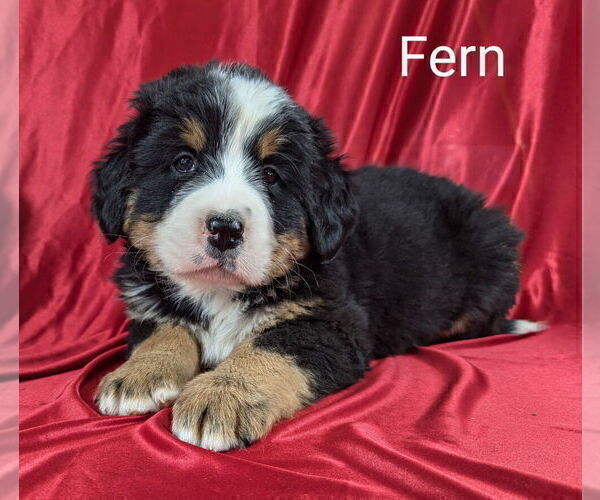 Medium Photo #15 Bernese Mountain Dog Puppy For Sale in CANON CITY, CO, USA