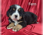 Small #1 Bernese Mountain Dog