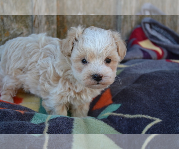 Medium Photo #3 Maltipoo Puppy For Sale in GREENWOOD, WI, USA