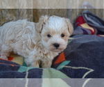 Small #2 Maltipoo