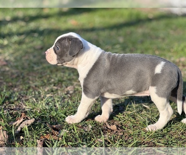 Medium Photo #4 American Bulldog Puppy For Sale in COLUMBIA, KY, USA