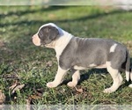 Small #3 American Bulldog