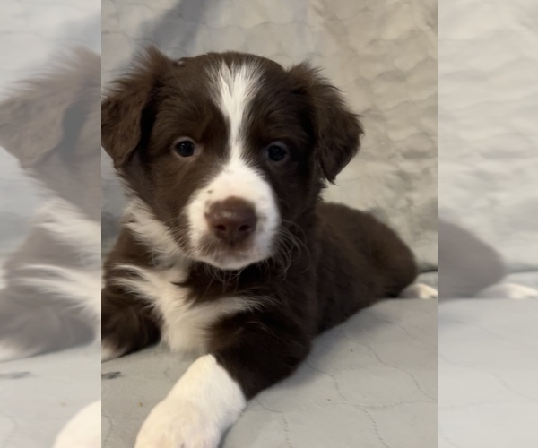 Medium Photo #2 Border Collie Puppy For Sale in BERRIEN SPRINGS, MI, USA