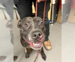 American Pit Bull Terrier-Unknown Mix Dogs for adoption in Corpus Christi, TX, USA