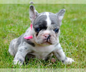 French Bulldog Puppy for sale in BOSTON, MA, USA