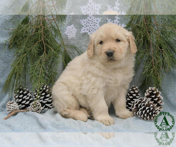 Medium Photo #1 Golden Retriever Puppy For Sale in HARRISONBURG, VA, USA