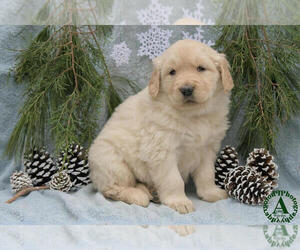 Golden Retriever Litter for sale in HARRISONBURG, VA, USA