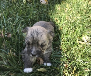 Havanese Puppy for sale in SILVER LAKE, KS, USA