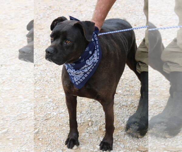 Medium Photo #1 Mutt Puppy For Sale in Bandera, TX, USA