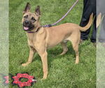Small #6 German Shepherd Dog Mix