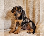 Small Photo #2 Bloodhound-Catahoula Leopard Dog Mix Puppy For Sale in CUMBY, TX, USA