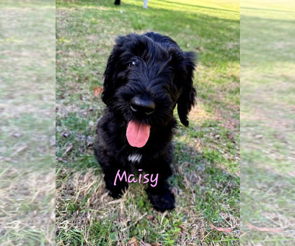 Medium Photo #5 Schnoodle (Giant) Puppy For Sale in SEVIERVILLE, TN, USA
