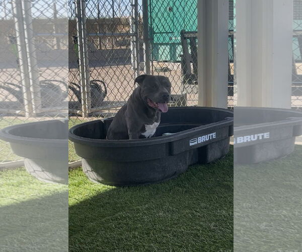 Medium Photo #2 Mutt Puppy For Sale in Chandler, AZ, USA