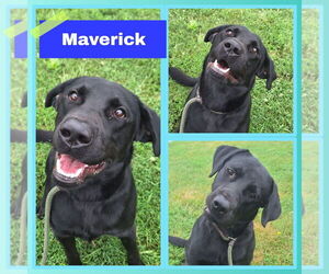 Labrador Retriever Dogs for adoption in Pierceton , IN, USA