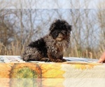 Small #35 ShihPoo