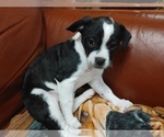 Small Photo #8 French Bulldog-Maltipoo Mix Puppy For Sale in VALLEJO, CA, USA