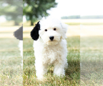 Small Photo #6 Bernedoodle-Poodle (Miniature) Mix Puppy For Sale in SHIPSHEWANA, IN, USA