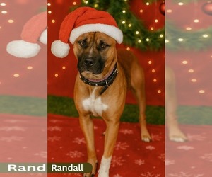 Boxer-Unknown Mix Dogs for adoption in Holly Springs, NC, USA