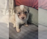 Small #13 Maltipom-Pomeranian Mix
