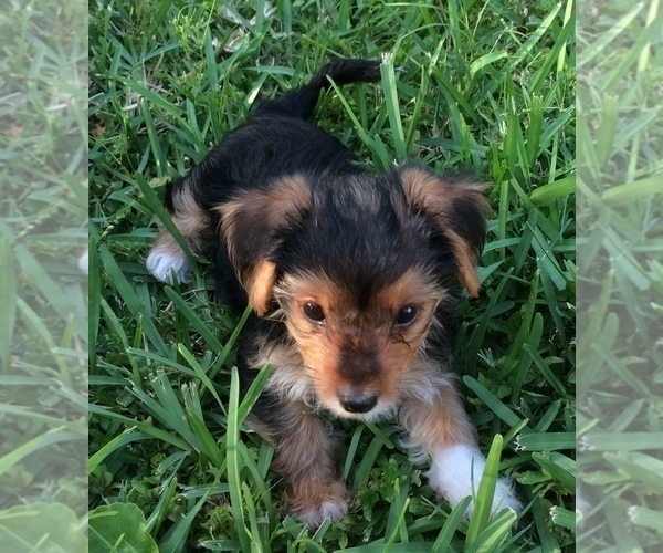 Medium Photo #16 Morkie Puppy For Sale in NEW PORT RICHEY, FL, USA