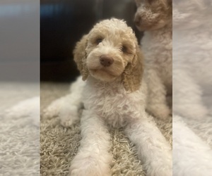 Goldendoodle Puppy for sale in CHATSWORTH, GA, USA