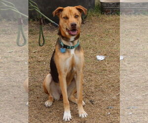 German Shepherd Dog-Greyhound Mix Dogs for adoption in Bandera, TX, USA