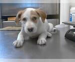 Small Labrador Retriever Mix