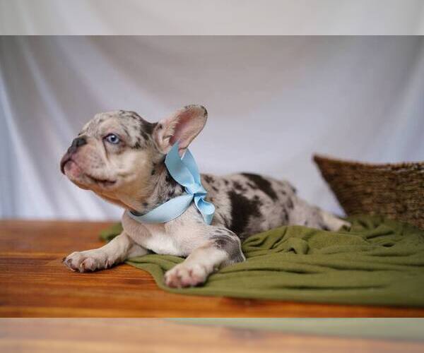 Medium Photo #3 French Bulldog Puppy For Sale in SUWANEE, GA, USA