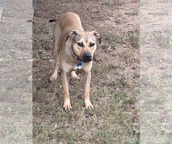 Medium Photo #3 Boxer-Unknown Mix Puppy For Sale in Southbury, CT, USA