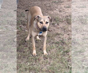 Ginger - Female Boxer-Unknown Mix Dog for Adoption - Photo #3