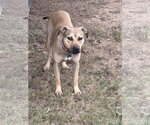 Small Photo #3 Boxer-Unknown Mix Puppy For Sale in Southbury, CT, USA