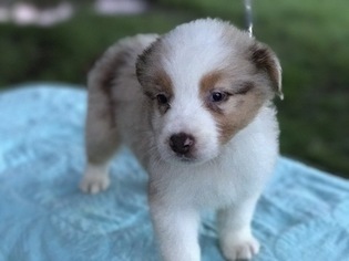 Australian Shepherd Puppy for sale in SCHULENBURG, TX, USA