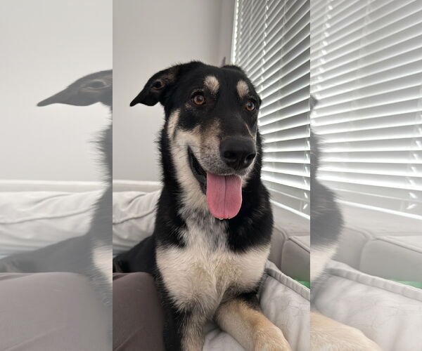 Medium Photo #1 German Shepherd Dog-Unknown Mix Puppy For Sale in Chandler, AZ, USA