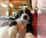 Small Photo #2 Bernedoodle Puppy For Sale in HEMINGWAY, SC, USA