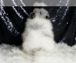 Small #6 Pomeranian
