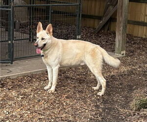 German Shepherd Dog Dogs for adoption in Montgomery, AL, USA