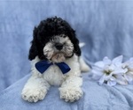 Small #2 Cavapoo (Miniature)