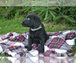 Small #1 Labrador Retriever