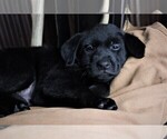 Small Photo #22 Labrador Retriever Puppy For Sale in STROUD, OK, USA