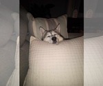 Small #2 Siberian Husky Mix