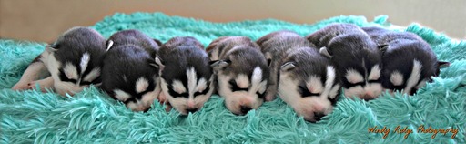 Medium Photo #8 Siberian Husky Puppy For Sale in BEVERLY, OH, USA