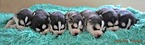 Small Photo #8 Siberian Husky Puppy For Sale in BEVERLY, OH, USA